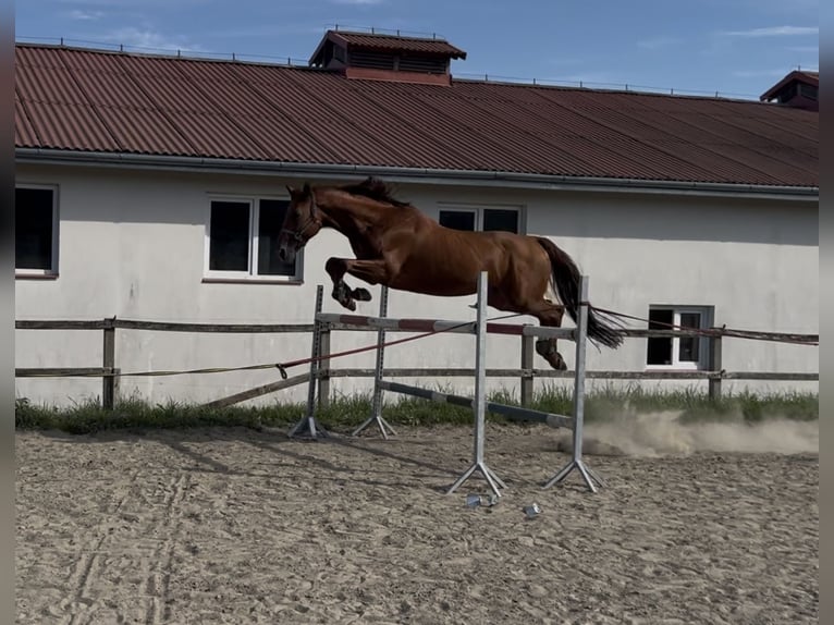 Belgisches Sportpferd Hengst 7 Jahre 172 cm Fuchs in Tarnawka