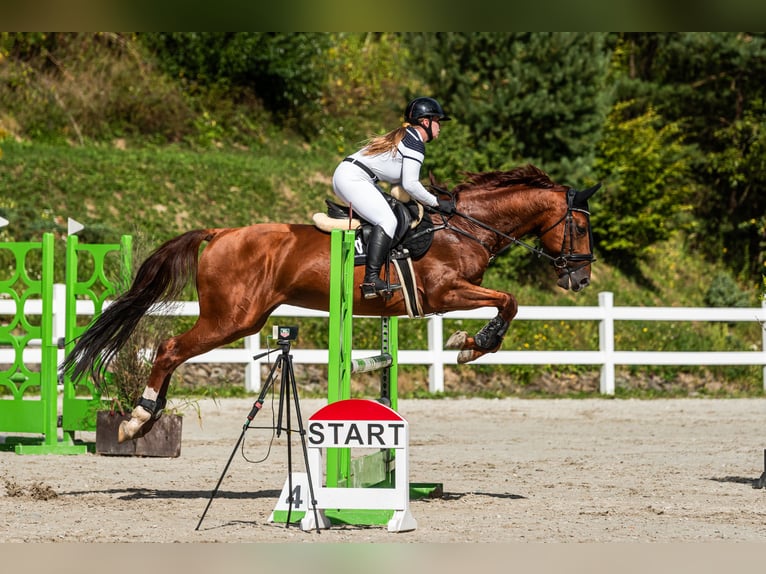 Belgisches Sportpferd Hengst 7 Jahre 172 cm Fuchs in Tarnawka