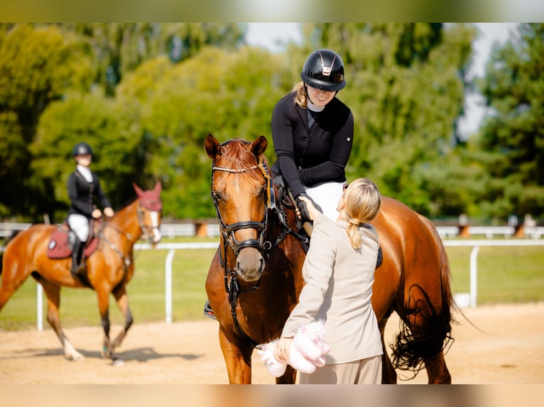 Belgisches Sportpferd Hengst 7 Jahre 172 cm Fuchs in Tarnawka
