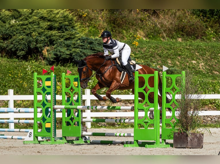 Belgisches Sportpferd Hengst 7 Jahre 172 cm Fuchs in Tarnawka