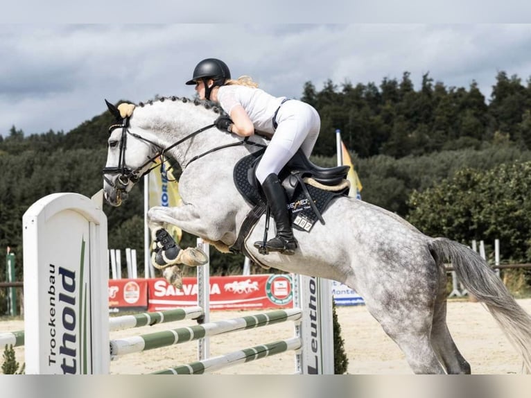 Belgisches Sportpferd Hengst 7 Jahre in Aull