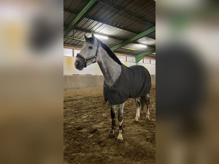 Belgisches Sportpferd Hengst 7 Jahre in Aull