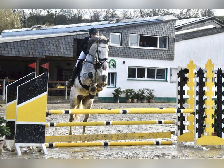 Belgisches Sportpferd Hengst 7 Jahre in Aull
