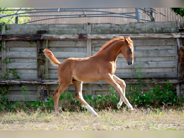 Belgisches Sportpferd Hengst Fohlen (05/2025) 172 cm Dunkelfuchs in Pelt