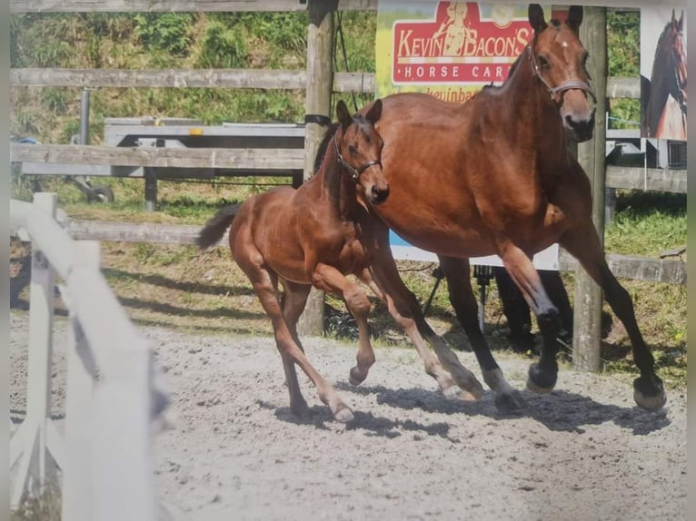 Belgisches Sportpferd Hengst Fohlen (05/2024) Brauner in Vielsalm