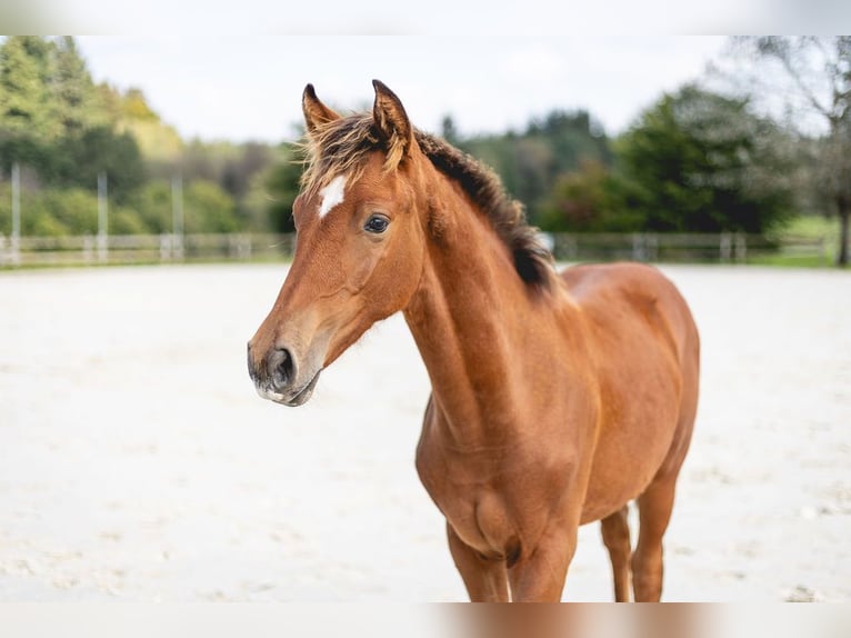 Belgisches Sportpferd Hengst Fohlen (03/2024) Brauner in Vielsalm