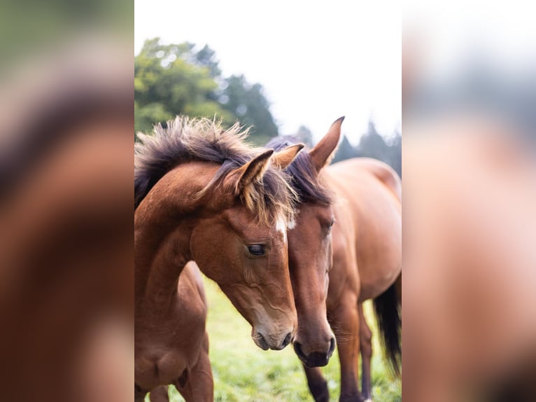 Belgisches Sportpferd Hengst Fohlen (03/2024) Brauner in Vielsalm