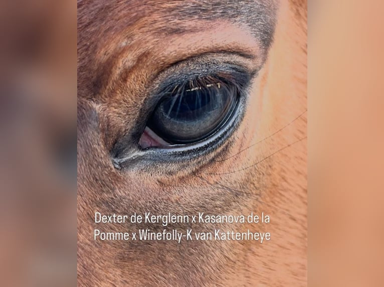 Belgisches Sportpferd Hengst Fohlen (01/2026) Braunfalbschimmel in garby