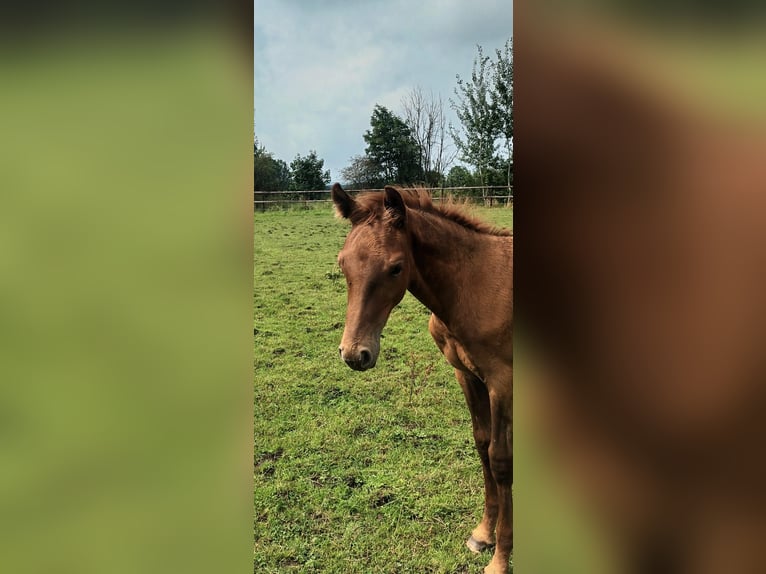 Belgisches Sportpferd Hengst Fohlen (04/2024) Fuchs in Lontzen