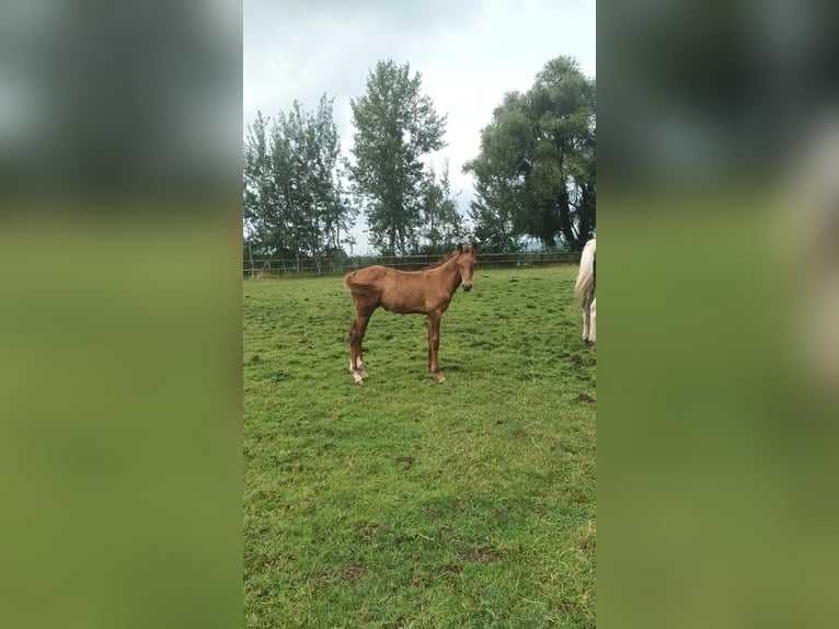 Belgisches Sportpferd Hengst Fohlen (04/2024) Fuchs in Lontzen