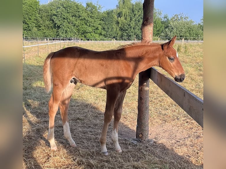 Belgisches Sportpferd Hengst  Fuchs in Ghislenghien