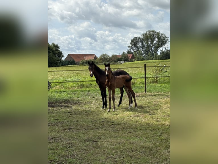 Belgisches Sportpferd Hengst Fohlen (07/2024) Hellbrauner in Ranst