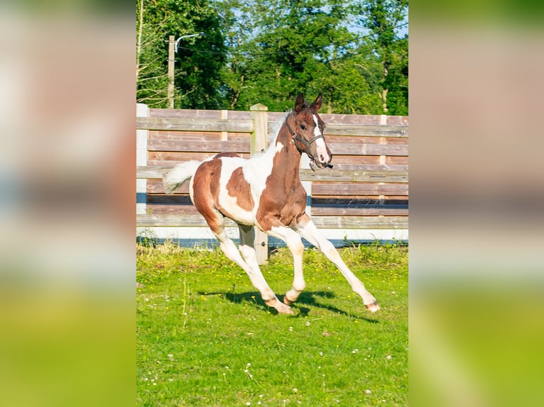 Belgisches Sportpferd Hengst Fohlen (04/2024) Schecke in Geel