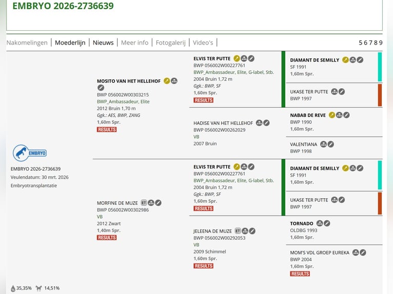 Belgisches Sportpferd Hengst Fohlen (03/2026)  in Swarzędz