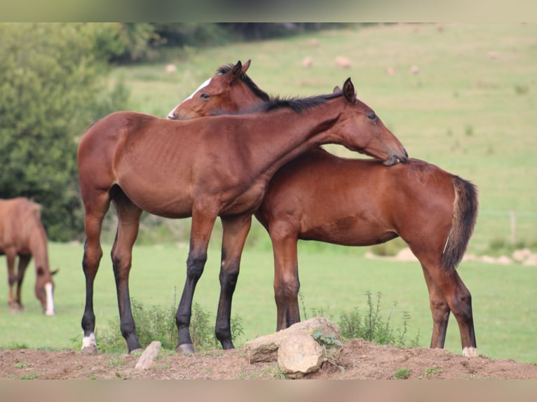 Belgisches Sportpferd Hengst Fohlen (01/2026)  in Sainte-Honorine-la-Chardonne