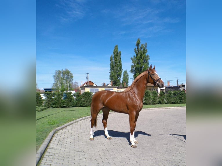 Belgisches Sportpferd Hengst Fuchs in Serinya