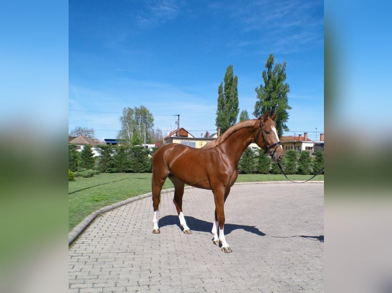 Belgisches Sportpferd Hengst Fuchs in Serinya