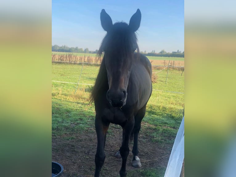 Belgisches Sportpferd Stute 10 Jahre 160 cm Dunkelbrauner in Leverkusen