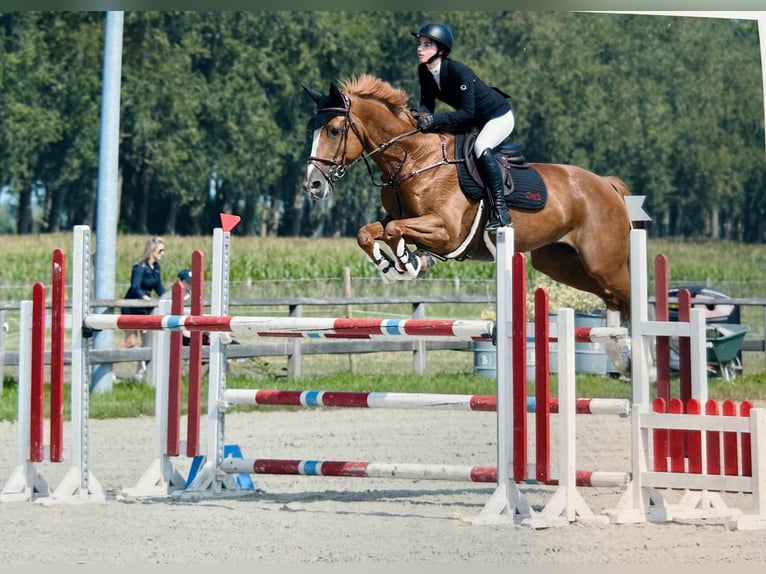 Belgisches Sportpferd Stute 10 Jahre 160 cm Fuchs in Oosteeklo