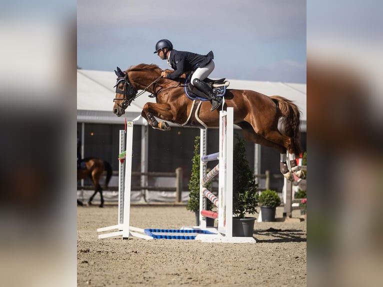 Belgisches Sportpferd Stute 10 Jahre 160 cm Fuchs in Oosteeklo