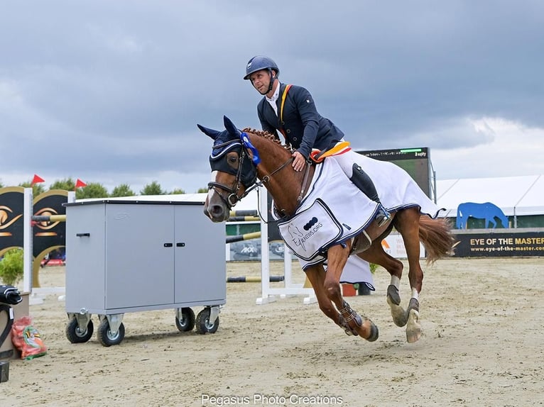 Belgisches Sportpferd Stute 10 Jahre 160 cm Fuchs in Oosteeklo