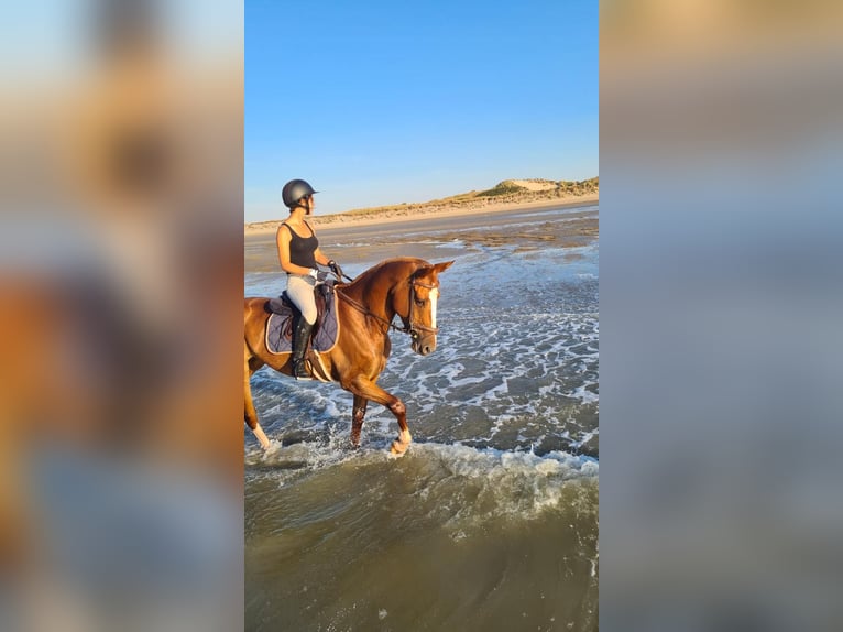 Belgisches Sportpferd Stute 10 Jahre 160 cm Fuchs in Oosteeklo