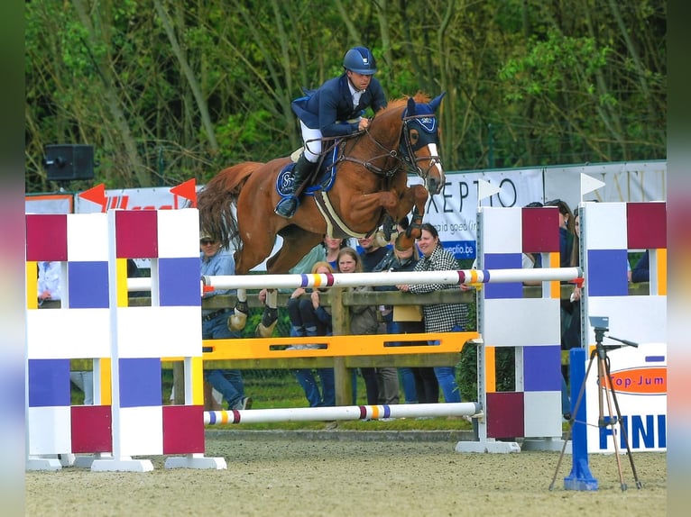 Belgisches Sportpferd Stute 10 Jahre 160 cm Fuchs in Oosteeklo