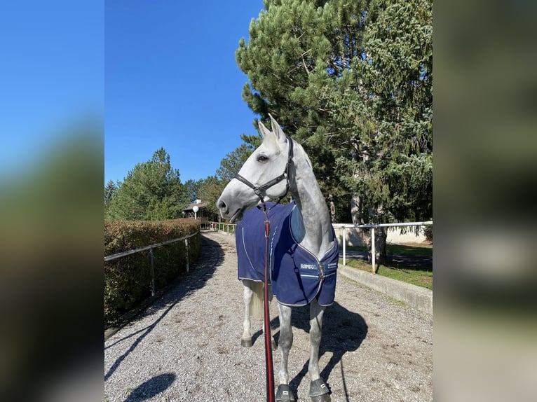 Belgisches Sportpferd Stute 10 Jahre 165 cm Fliegenschimmel in Gallbrunn