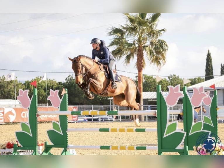 Belgisches Sportpferd Stute 10 Jahre 167 cm Rotbrauner in Zandhoven