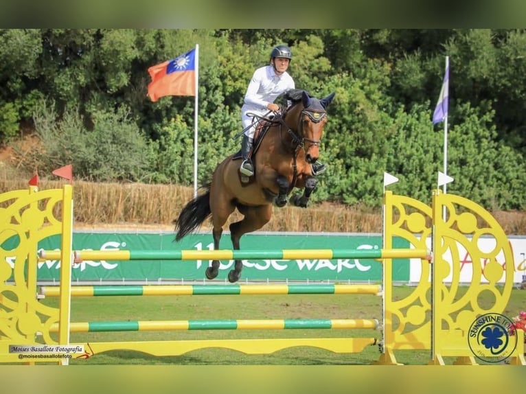Belgisches Sportpferd Stute 10 Jahre 167 cm Rotbrauner in Zandhoven