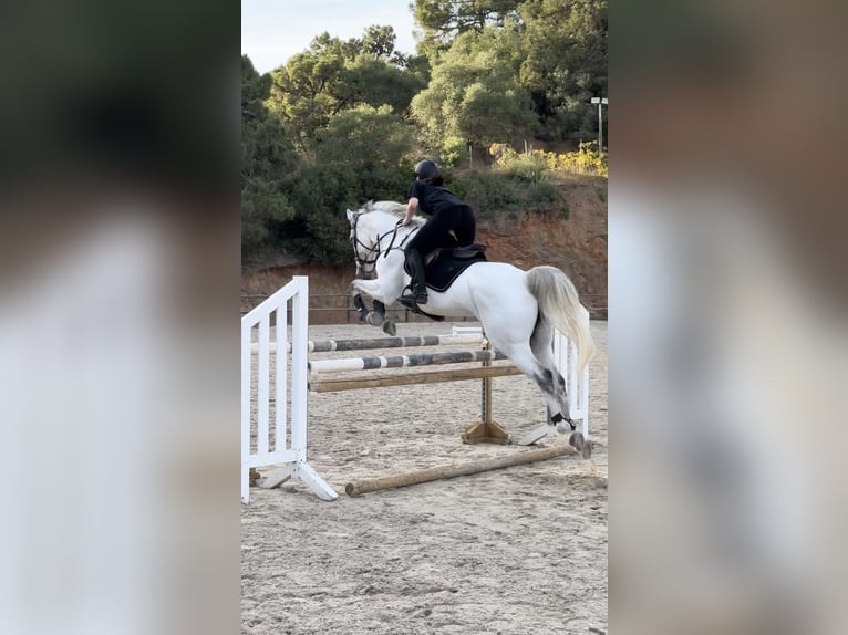 Belgisches Sportpferd Stute 10 Jahre 168 cm Schimmel in Marbella