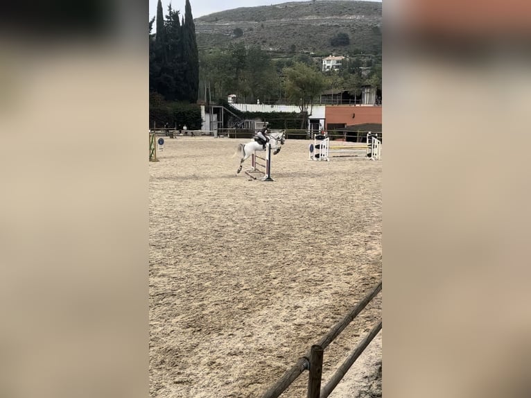 Belgisches Sportpferd Stute 10 Jahre 168 cm Schimmel in Marbella