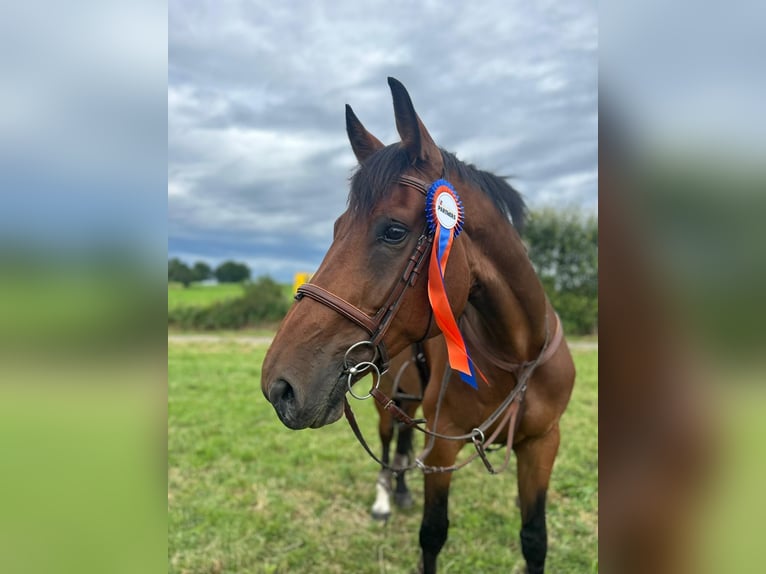 Belgisches Sportpferd Stute 10 Jahre 173 cm Brauner in Villers-la-Chèvre