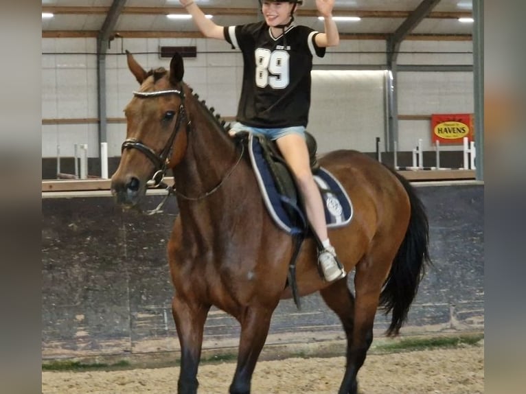 Belgisches Sportpferd Mix Stute 11 Jahre 161 cm Brauner in Kaldenkirchen