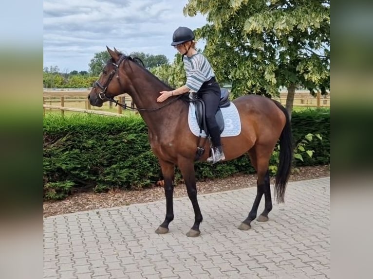 Belgisches Sportpferd Mix Stute 11 Jahre 161 cm Brauner in Kaldenkirchen