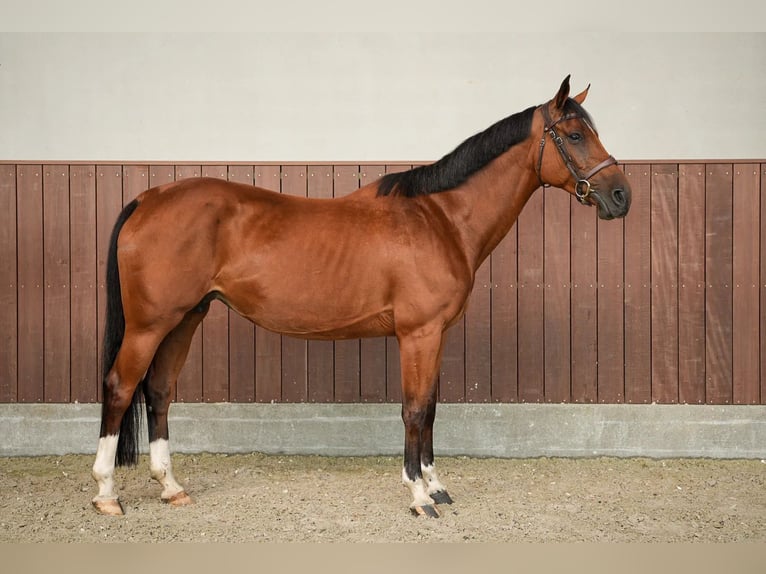 Belgisches Sportpferd Stute 11 Jahre 164 cm Rotbrauner in Firenze