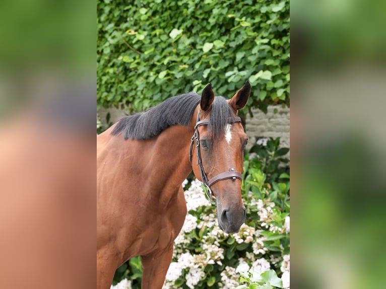 Belgisches Sportpferd Stute 11 Jahre 164 cm Rotbrauner in Firenze