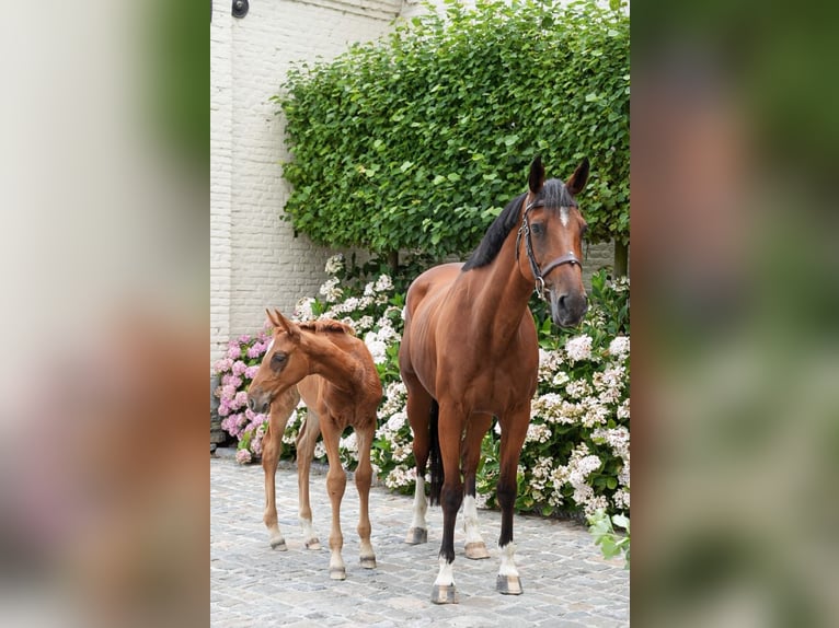 Belgisches Sportpferd Stute 11 Jahre 164 cm Rotbrauner in Firenze