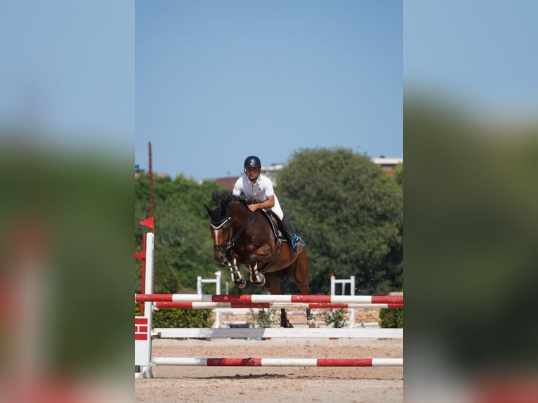 Belgisches Sportpferd Stute 11 Jahre 165 cm Hellbrauner in Espluga De Francoli, L&#39;