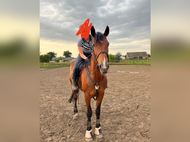 Belgisches Sportpferd Stute 11 Jahre 170 cm Rotbrauner in Stęszew