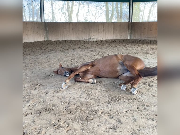 Belgisches Sportpferd Stute 11 Jahre 177 cm Fuchs in Wöllstadt