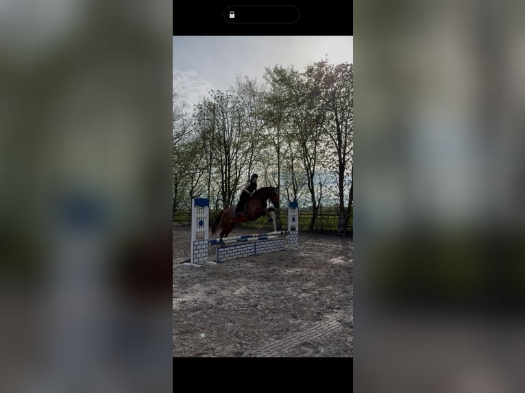 Belgisches Sportpferd Stute 11 Jahre 177 cm Fuchs in Wöllstadt