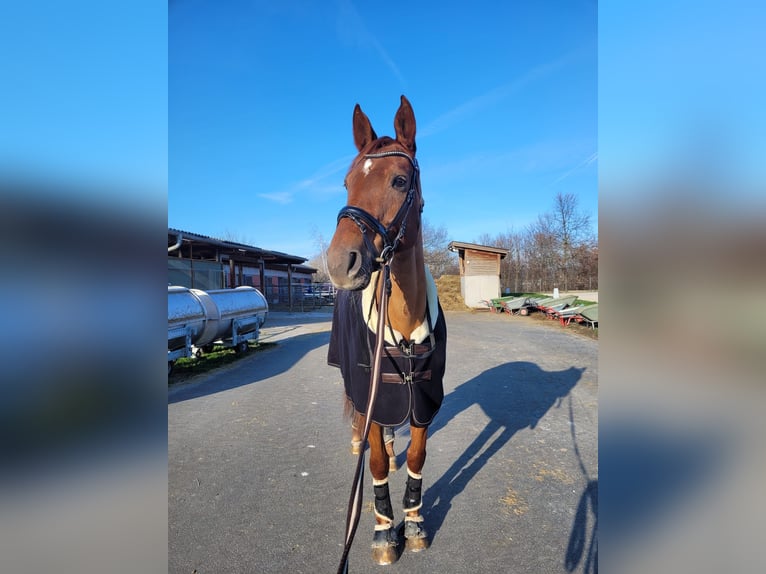 Belgisches Sportpferd Stute 11 Jahre 177 cm Fuchs in Wöllstadt