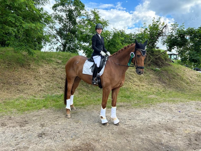 Belgisches Sportpferd Stute 11 Jahre 177 cm Fuchs in Wöllstadt