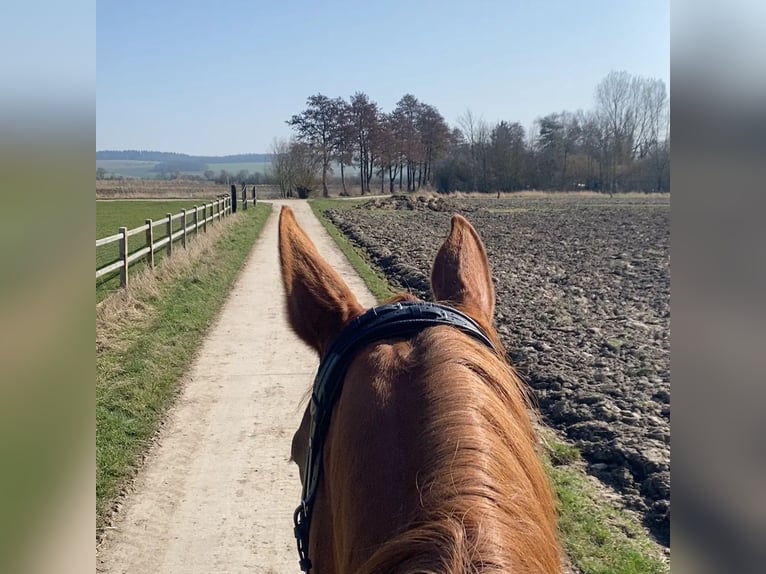 Belgisches Sportpferd Stute 11 Jahre 177 cm Fuchs in Wöllstadt