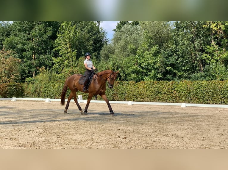 Belgisches Sportpferd Stute 11 Jahre 177 cm Fuchs in Wöllstadt