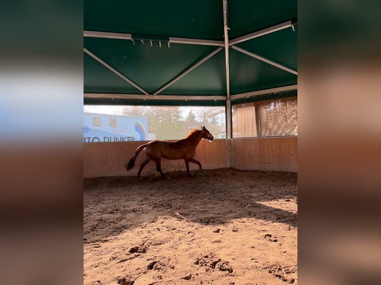 Belgisches Sportpferd Stute 11 Jahre 177 cm Fuchs in Wöllstadt