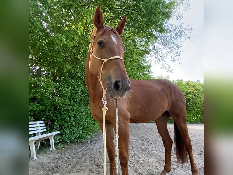 Belgisches Sportpferd Stute 11 Jahre 177 cm Fuchs in Wöllstadt