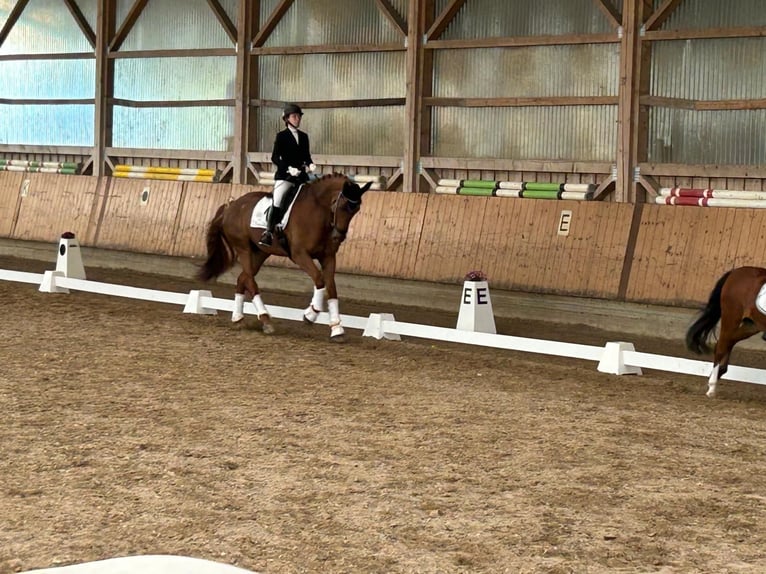 Belgisches Sportpferd Stute 11 Jahre 177 cm Fuchs in Wöllstadt
