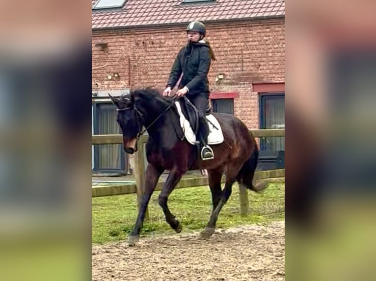 Belgisches Sportpferd Stute 13 Jahre 160 cm Dunkelbrauner in Bornem